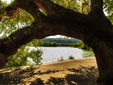 Gebogener Baumstamm auf der Insel Mainau