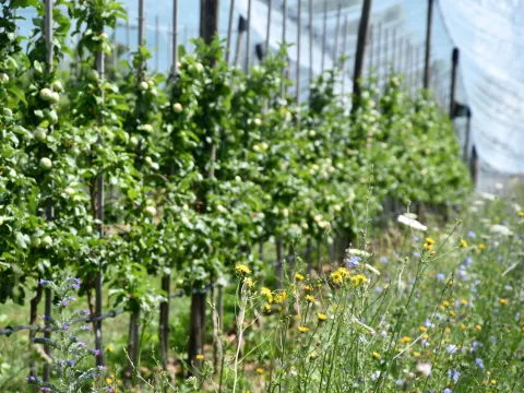 Apfelplantage mit Wildblumen