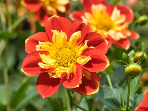 Die zweifarbige Halskrausen-Dahlie 'Michael Rösch'