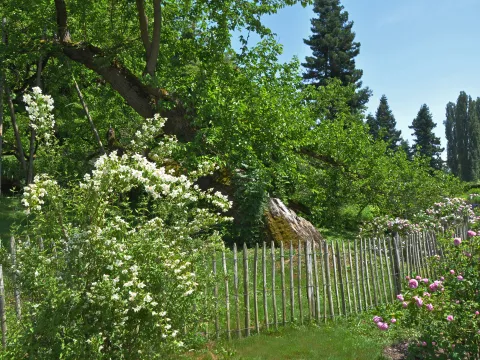 Maulbeerbaum auf der Insel Mainau