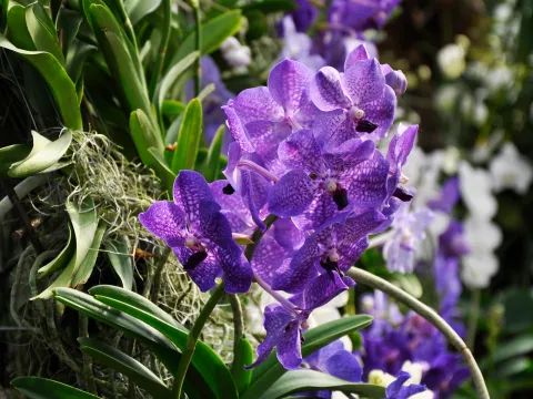 Vanda-Orchideen in der Orchideenschau auf der Insel Mainau