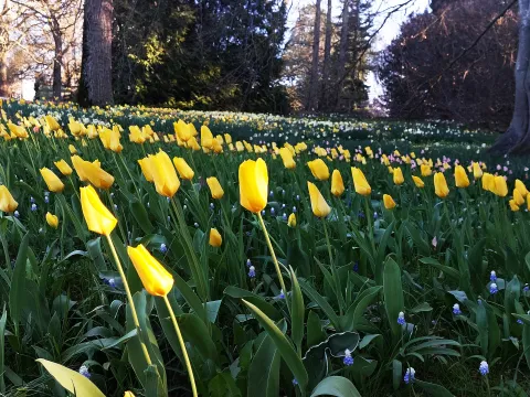 Tulpenblüte in den Wiesenflächen beim Arboretum Stand: 11.04.2025