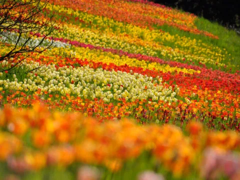 Tulpenblüte in der Südhangwiese Stand: 11.04.2025