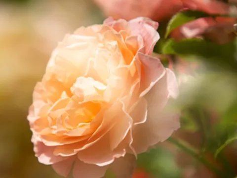 Mainau Akademie Seminare Blütenfotografie