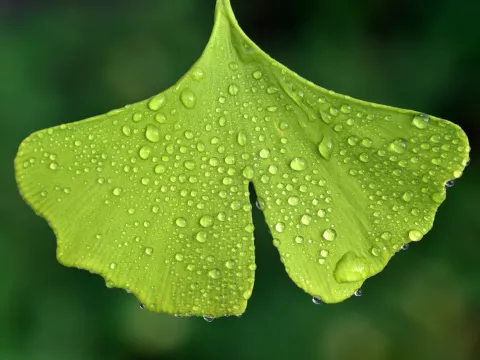 Mainau Akademie Seminare Ginko 