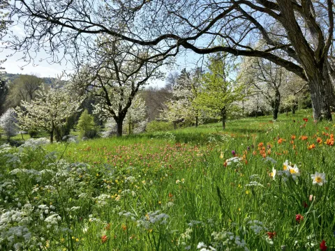 Frühjahrsblüher Mainau