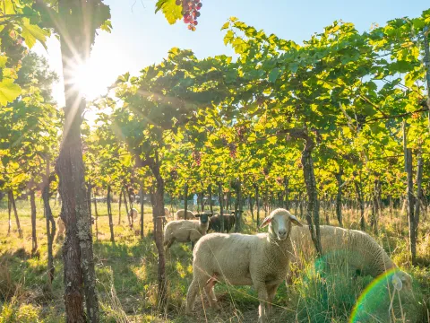 Weinberg mit Schafen