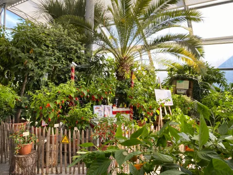 Verschiedene Chilipflanzen sowie Palmen stehen in einem Gewächshaus