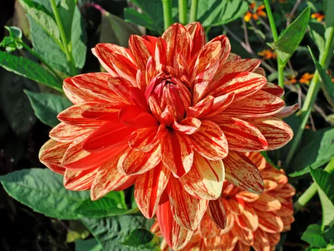 Große gefüllte Dahlienblüte in gelb mit roten Sprenkeln und Streifen