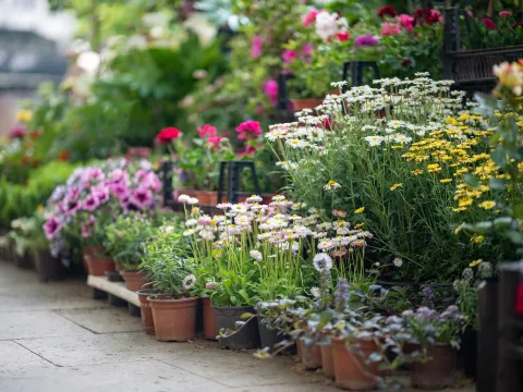 Ein Bild einer üppig bepflanzten Terrassenlandschaft mit einer Vielzahl blühender Pflanzen in unterschiedlichen kräftigen Farben.