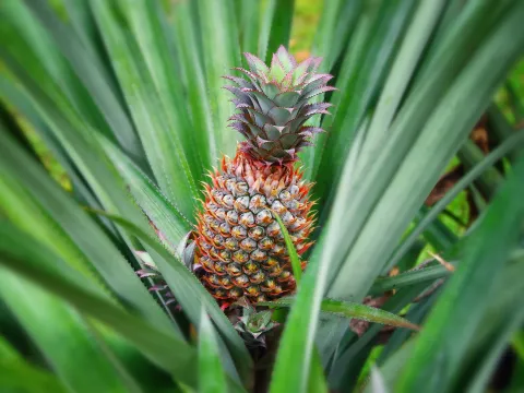 Ein tropischer Ananas-Trieb mit grünen Blättern und einem reifen, orangefarbenen Fruchtstand in einer Wiese.