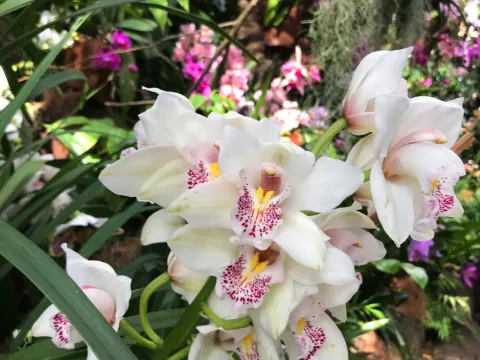 Eine Nahaufnahme von schönen weißen Orchideenblüten umgeben von grüner Vegetation.
