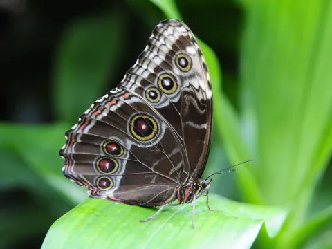 Nahaufnahme eines Schmetterlings mit braun gemusterten Flügeln und auffälligen Augenflecken, der auf einem grünen Blatt sitzt