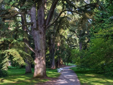 Bäume im Mainaupark