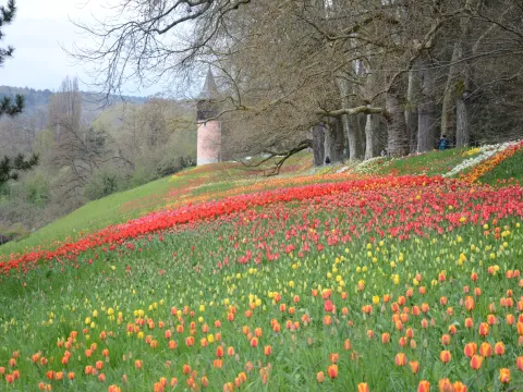 Blühender Südhang der Insel Mainau mit bunten Frühlingsblumen (rote und gelbe Tulpen), umgeben von alten Bäumen und Blick auf den Bodensee.