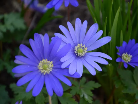 Nahaufnahme von mehreren blauen Anemone blanda-Blüten mit gelben Staubgefäßen und grünen Blättern