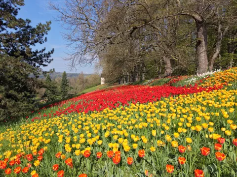 Eine lange Tulpenwiese mit Blüten in verschiedenen Farben neben einer Allee aus Bäumen