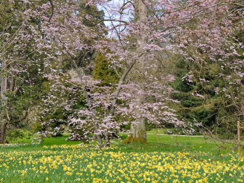 Blühender Baum mit rosa Blüten über einer Wiese voller gelber Frühlingsblumen in einer Parklandschaft
