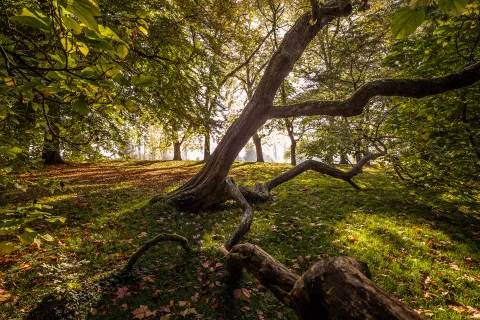 Trompetenbaum im Arboretum auf der Insel Mainau