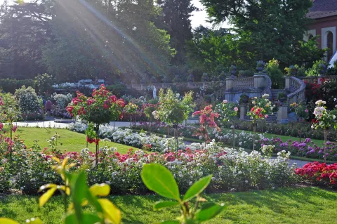 Italienischer Rosengarten der Insel Mainau