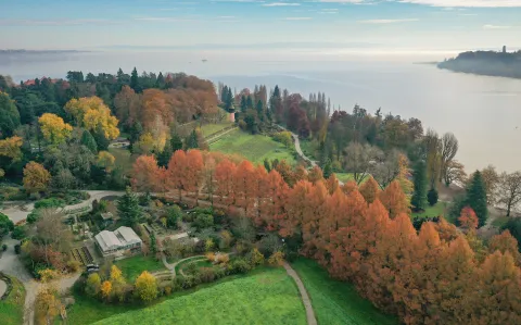 Herbstfärbung in der Metaseuoia-Allee auf der Insel Mainau