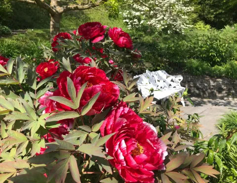 Sitzbank im Päoniengarten der Insel Mainau