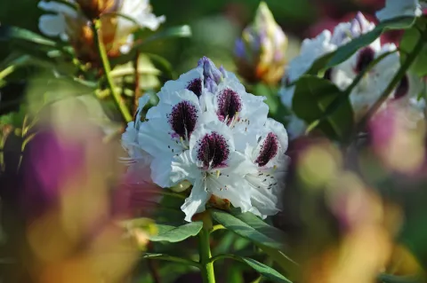 Rhododendronblüte auf der Insel Mainau