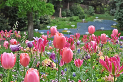 Tulpenblüte im Ufergarten auf der Insel Mainau