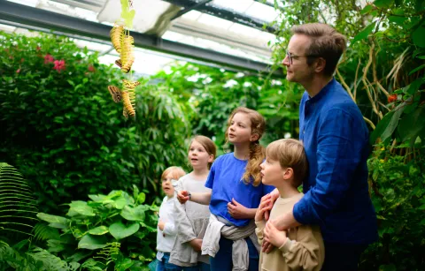 Große Faszination im Schmetterlingshaus