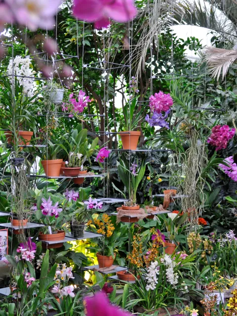 Hängeregal mit verschiedenen Orchideenpflanzen im Palmenhaus auf der Insel Mainau