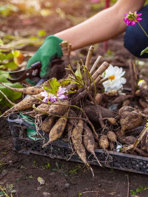 Dahlienknollen in einer Kiste