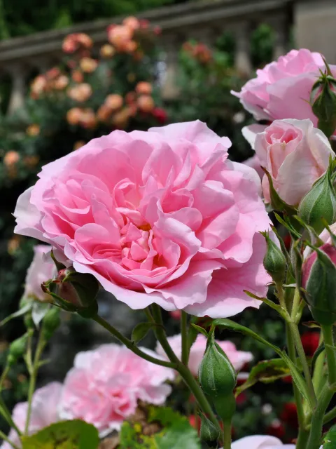 Ein Bild mit üppigen, rosa Rosen, die in einem Garten wachsen.