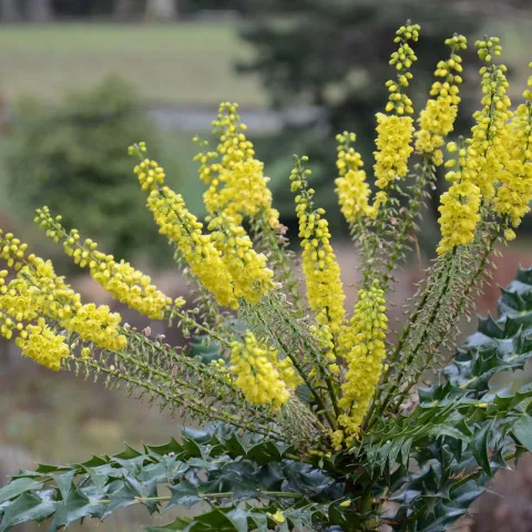 Pflanze mit gelber Blüte 