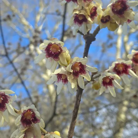 Strauch mit kleiner weißen Blüte