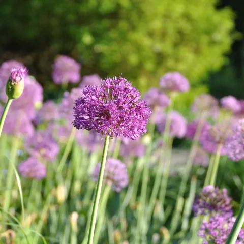 Violette Blütenkugel eines Zierlauchs