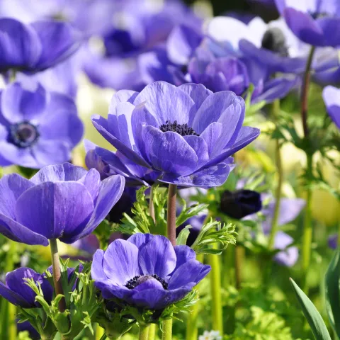 Blaue Anemone in Wiese