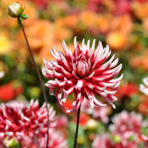 Rotweiße Kaktusdahlie