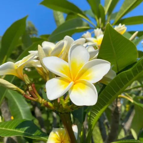 Weiß-gelbe Blüte einer Frangipani