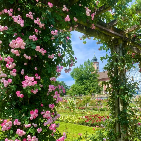 Rosenpergola im Italienischen Rosengarten der Insel Mainau mit Blick auf die barocke Schlosskirche St. Marien