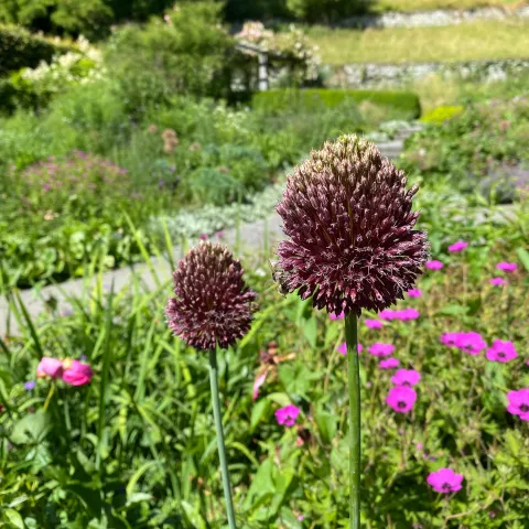 Bordeauxrote Blüte von Allium amethystinum im Staudengarten auf der Insel Mainau