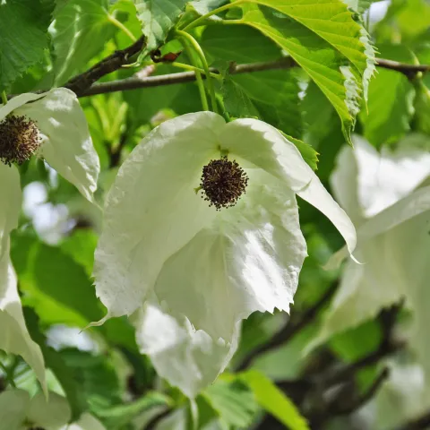Blüte des Taschentuchbaums