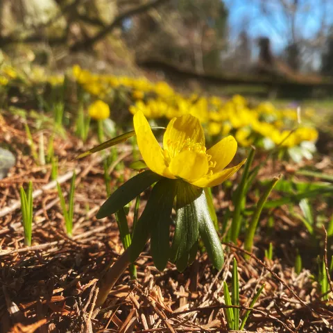 Winterling im Februar