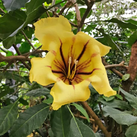 Blütenkelch von Solandra maxima im Schmetterlingshaus auf der Insel Mainau