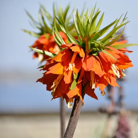 Verschiedene Kaiserkronen-Arten vor blauem Himmel