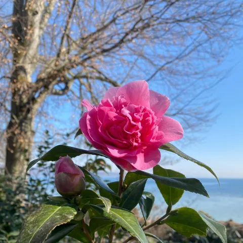 Pinke Blüte einer Kamelie vor blauem Frühlingshimmel