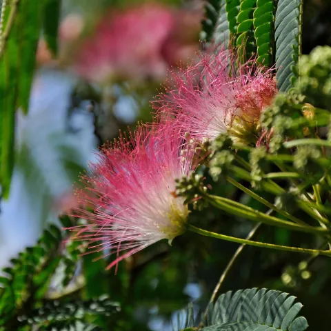Rosa Blüten der Albizie