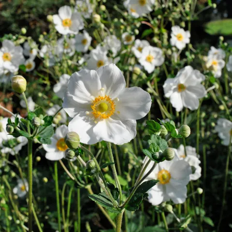 Weiße Blüte der Herbst-Anemone