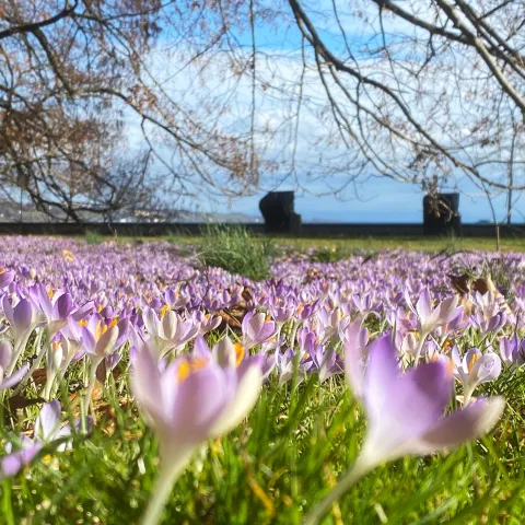 Elfen-Krokusse im Ufergarten von der Insel Mainau