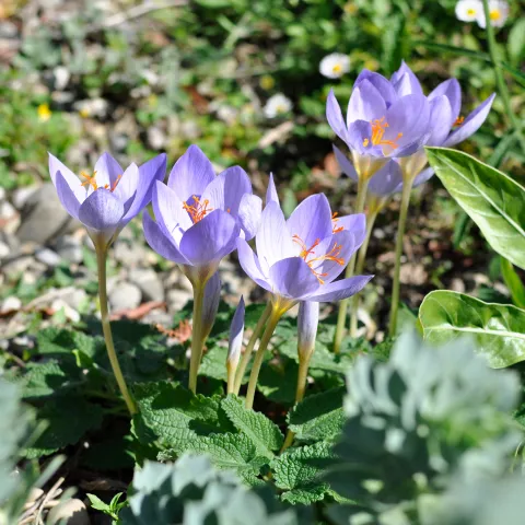 Herbst-Krokusse im Staudengarten auf der Insel Mainau