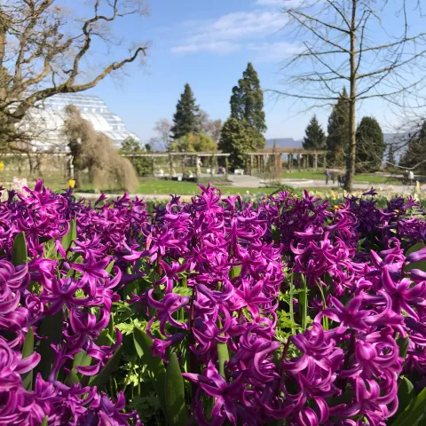 Violette Hyazinthen auf Wiese 